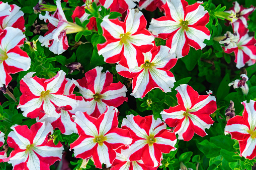 Red and white petunia-beautiful flowers on a garden bed close-up, top view