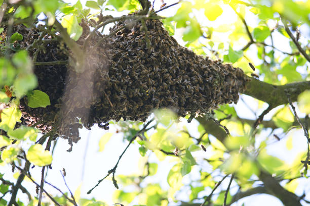 istock swarm of bees 1358603981