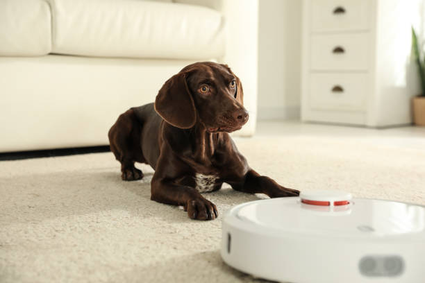 istock Modern robotic vacuum cleaner and German Shorthaired Pointer dog on floor indoors 1358604943