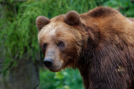 Oso pardo - Ursus arctos es un oso grande que se encuentra en Eurasia y América del Norte, en América se llaman osos pardos, en Alaska se conoce como el oso Kodiak, oso pardo en el bosque photo