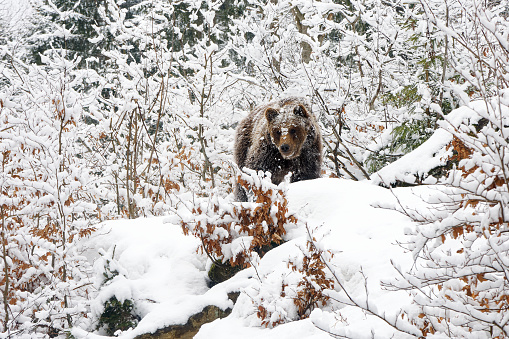 Oso pardo - Ursus arctos es un oso grande que se encuentra en Eurasia y América del Norte, en América se llaman osos pardos, en Alaska se conoce como el oso Kodiak, oso pardo en la nieve blanca en invierno. photo