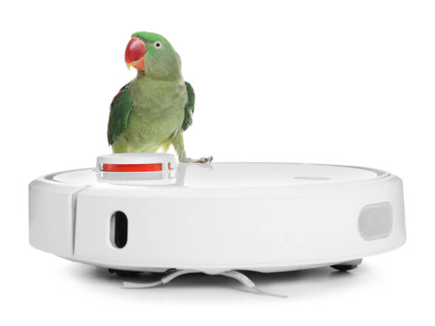 istock Modern robotic vacuum cleaner and Alexandrine parakeet on white background 1358606521