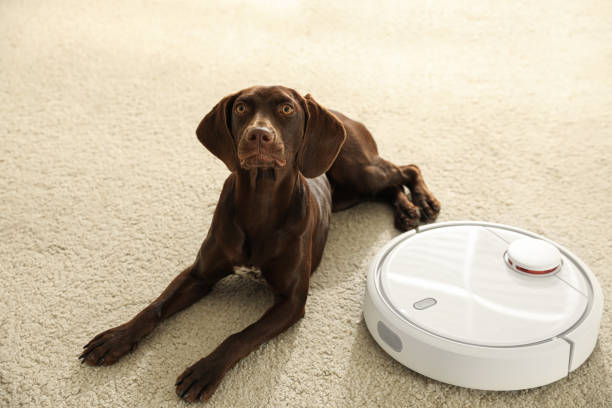 istock Modern robotic vacuum cleaner and German Shorthaired Pointer dog on floor indoors 1358607891