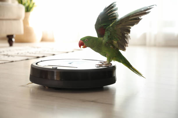 Modern robotic vacuum cleaner and Alexandrine parakeet on floor indoors