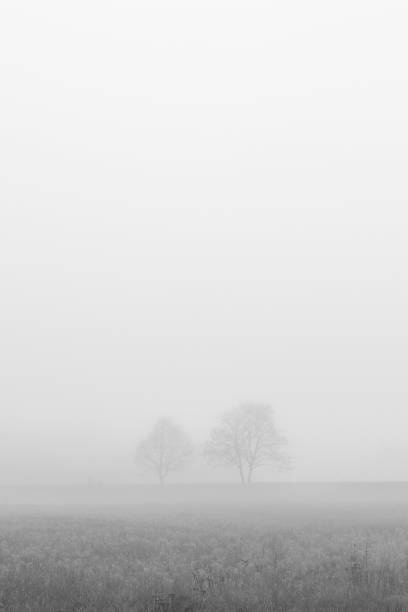 Two trees in fog stock photo