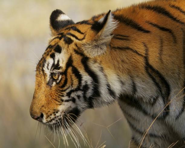 Side Portrait of a Tiger. stock photo
