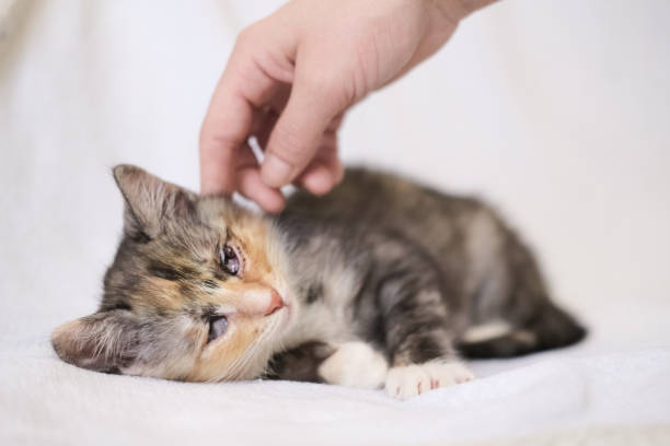 istock Portrait of a multi-colored kitten with mutilated blind eyes on a light background, which is stroked by a human hand. 1358609171