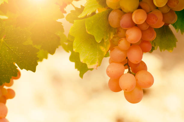 istock Green grapes on vine over grape leaves bright background 1358609301