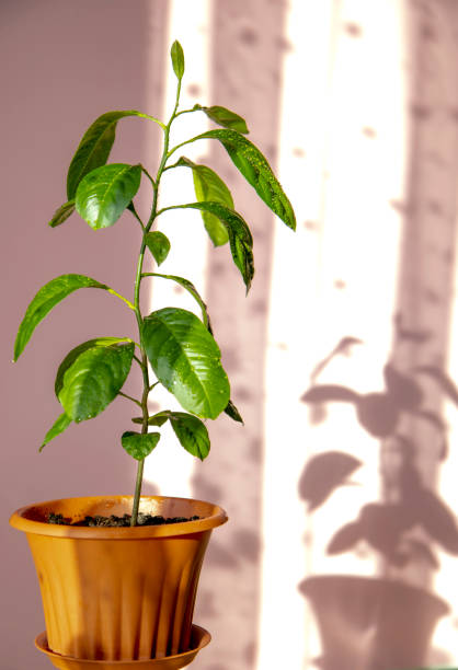 istock sprouted tangerine tree, sprout in a brown pot that casts shade on the wall, fresh young citrus plant 1358609345