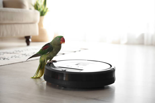 istock Modern robotic vacuum cleaner and Alexandrine parakeet on floor indoors 1358609989
