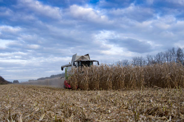 istock harvesting of corn 1358610339