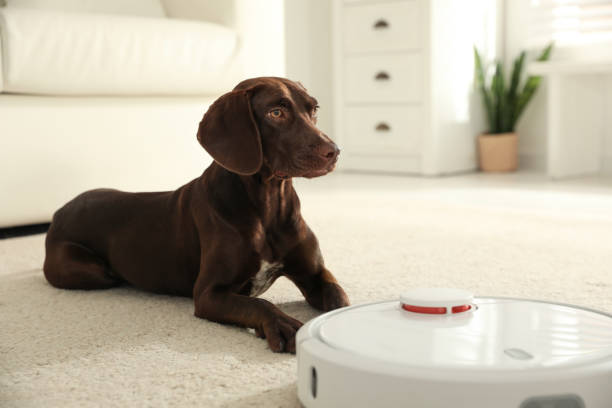 istock Modern robotic vacuum cleaner and German Shorthaired Pointer dog on floor indoors 1358610407