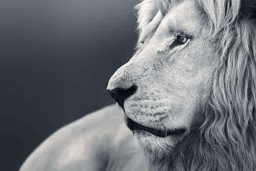 30k+ White Lion Pictures | Download Free Images on Unsplash 30k+ White Lion Pictures | Download Free Images on Unsplash