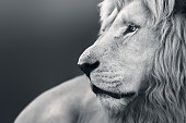 Large white male lion (Panthera leo) portrait in black and white