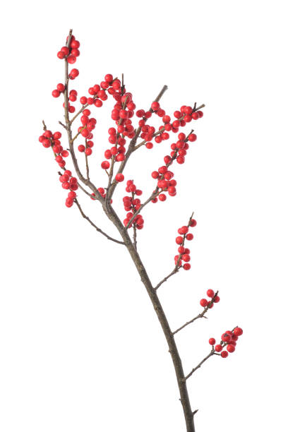 berry holly or ilex twig for christmas decoration. bright red winterberries, isolated on white background. latin name- ilex verticillata. - winterberry holly imagens e fotografias de stock