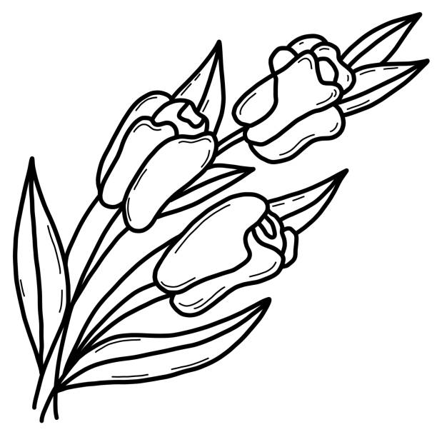 ilustrações, clipart, desenhos animados e ícones de lindo buquê de flores de tulipas. ilustração vetorial. contorno, desenho linear da mão - illustration and painting vector sketch doodle