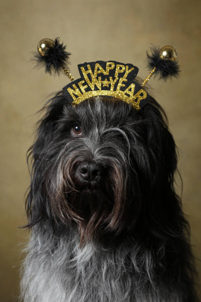 istock Happy new year Dutch Sheepdog (Schapendoes) 1358611773