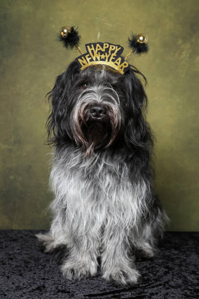 istock Happy new year Dutch Sheepdog (Schapendoes) 1358611820