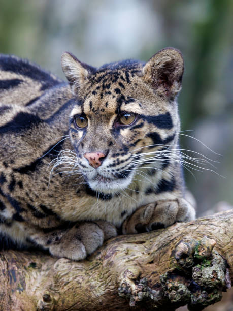istock close up of a clouded leopard (Neofelis nebulosa) in habitat 1358611919