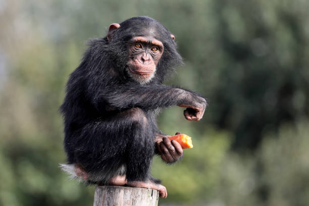 close up shot of chimpanzee (Pan troglodytes) in habitat stock photo