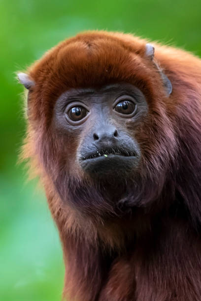 close up of a Colombian Red Howler Monkey (Alouatta seniculus) at habitat stock photo
