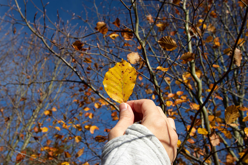 Bright yellow autunm leave in the woman's hand opposite sunny fall sky and trees background.
