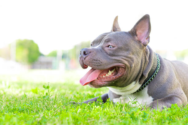 Young American bully dog on grass Young American bully dog on grass pit bull power stock pictures, royalty-free photos & images