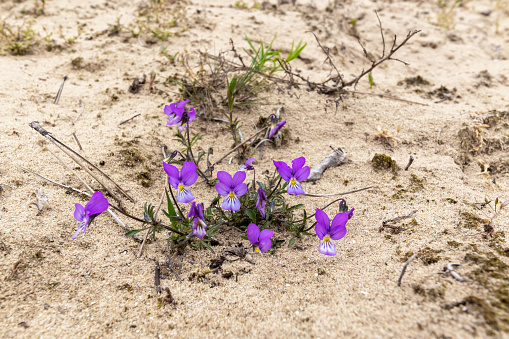 Dune pansy Viola tricolor curtisii growing in sand
