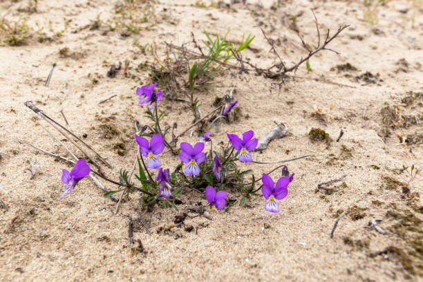 Dune pansy Viola tricolor curtisii growing in sand Focus on the flowers viola tricolor stock pictures, royalty-free photos & images