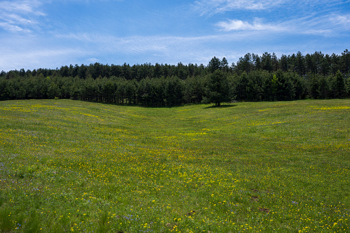 Meadow  covered with yellow and purple flowers.
