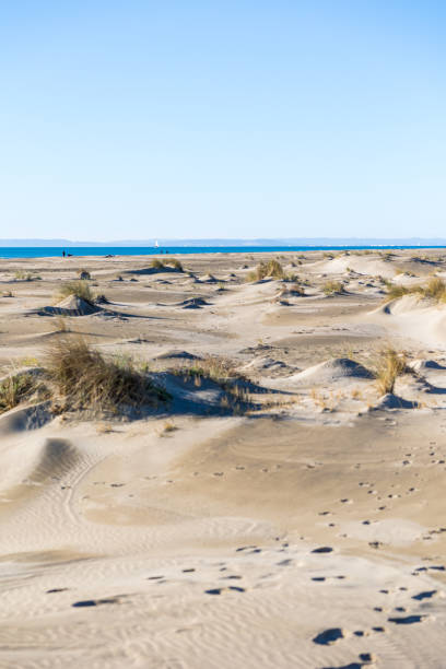istock Stretch of sand dunes and grass at Espiguette beach (Occitanie, France) 1358617907