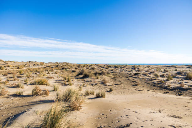 istock Stretch of sand dunes and grass at Espiguette beach (Occitanie, France) 1358618119