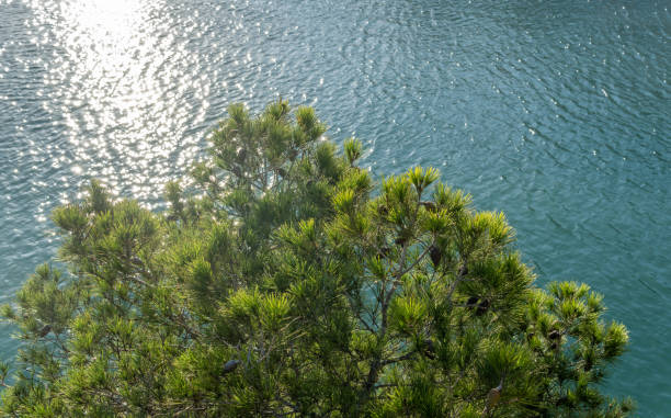Pine cone on the sandy beach near the water.Concept of relaxation, meditation, naturalness, ecological, religiosity.