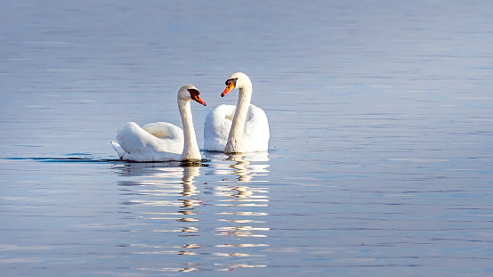 dos cisnes flotando en el lago, pareja photo