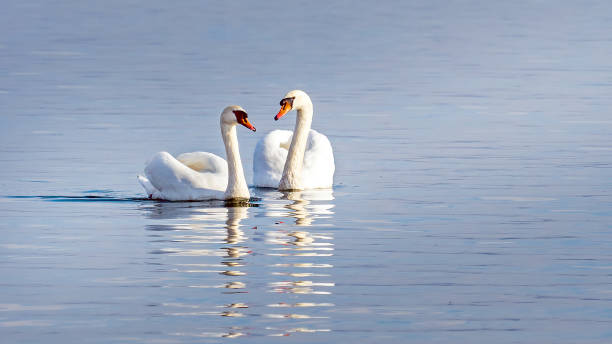 two swans floating on the lake, couple two swans floating on the lake, the mute swan, Cygnus Olor,  is a species of swan and a member of the waterfowl family Anatidae. swan photos stock pictures, royalty-free photos & images