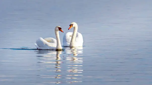 two swans floating on the lake, the mute swan, Cygnus Olor,  is a species of swan and a member of the waterfowl family Anatidae.