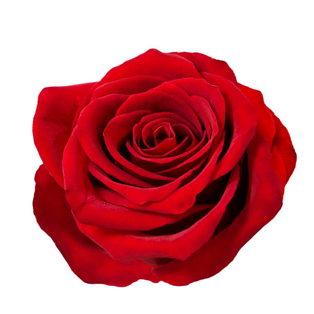 cabeza de flor de rosa roja fondo blanco - rose fotografías e imágenes de stock