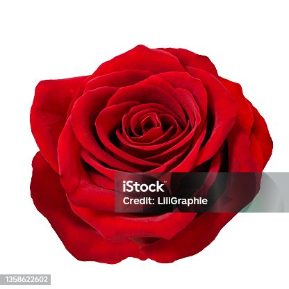 istock Red rose flower head white background 1358622602
