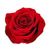 istock Red rose flower head white background 1358622602