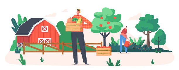 정원사는 과일과 채소를 수집, 정원 이나 과수원 수확 작물에서 일하는 농부. 생태 농장 생산 - farm fruit vegetable orchard stock illustrations