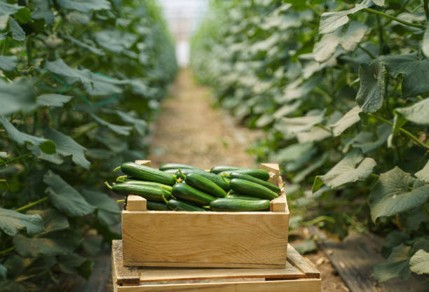 Harvesting ripe cucumbers in the greenhouse stock photo