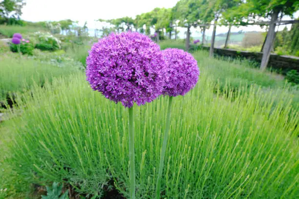 Botanical collection, violet blossom of ornamental garden plant Alllium, chive onion plants