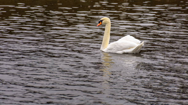 istock White swan in water 1358625553