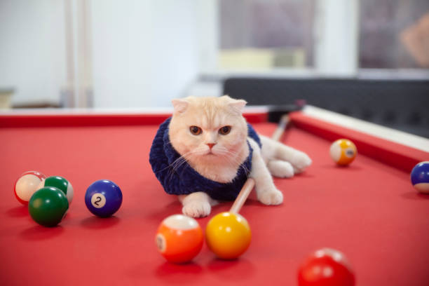 istock The cat is happy at the pool table 1358625960