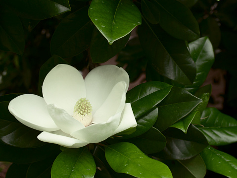 Horizontal close up of white fragrant flower petals with stamen of magnolia tree in bloom at spring Australia