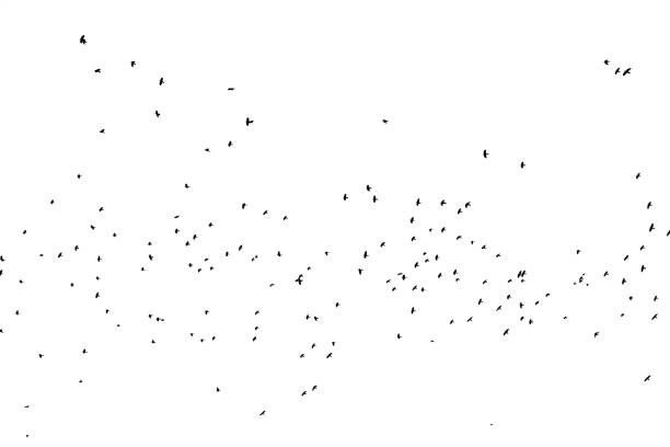 istock A flock of birds isolated on white. 1358628322