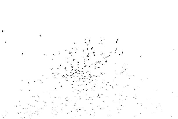 istock A flock of birds isolated on white. 1358628327