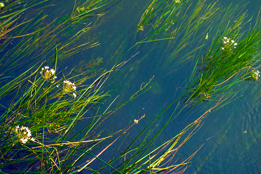 River algae in the water. Aquatic plants with flowers.