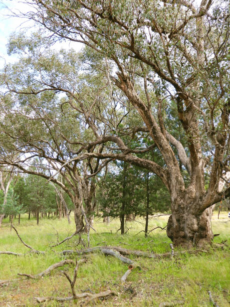 istock Goolgowi, NSW, Australia 1358630543