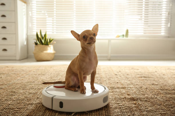 современный роботизированный пылесос и собака чихуахуа на полу дома - color image pets well dressed dog стоковые фото и изображения